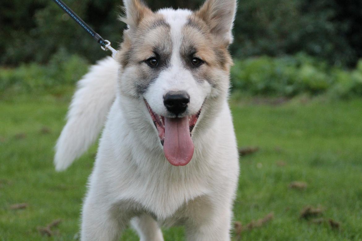 Grønlandshund Arfernat Nukik billede 5