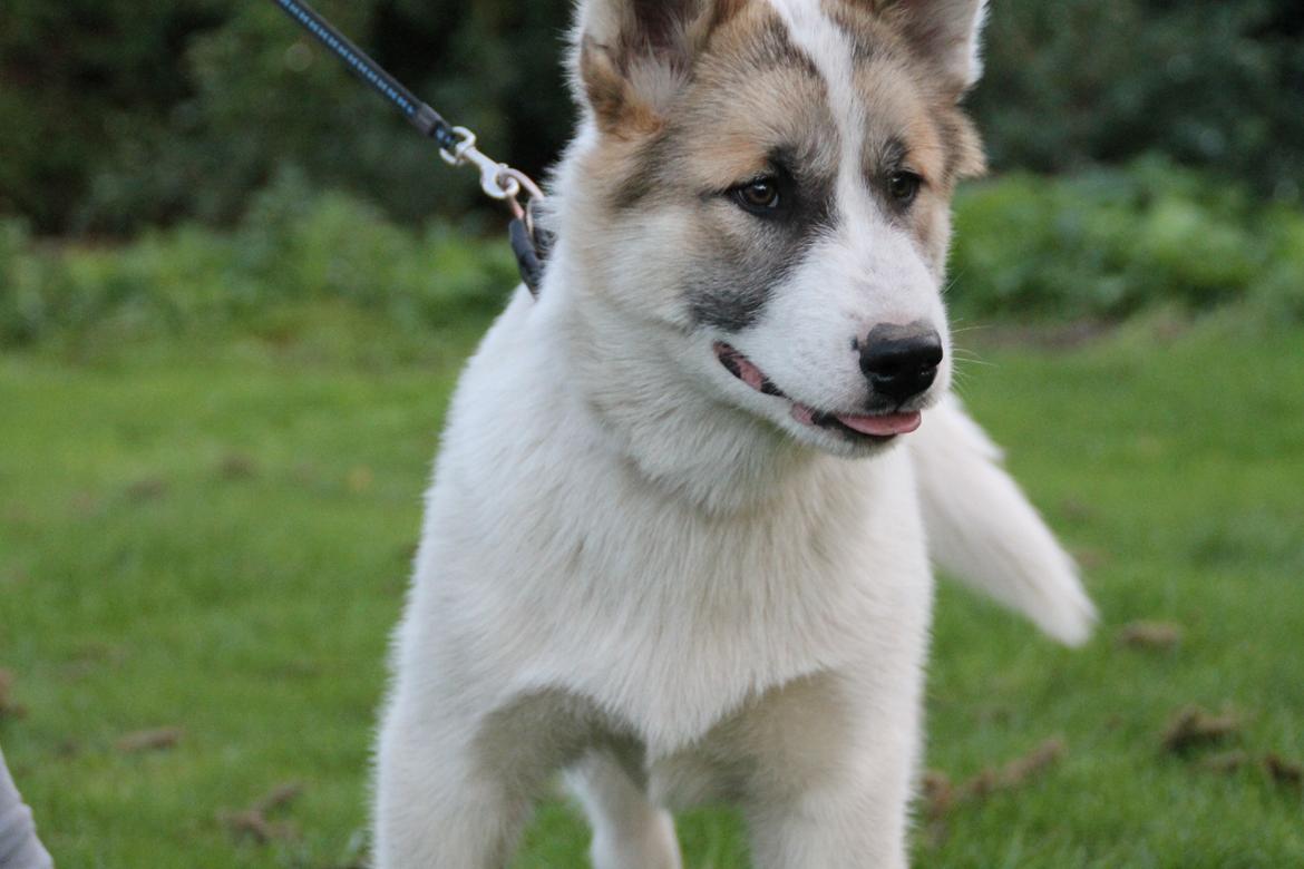 Grønlandshund Arfernat Nukik billede 6