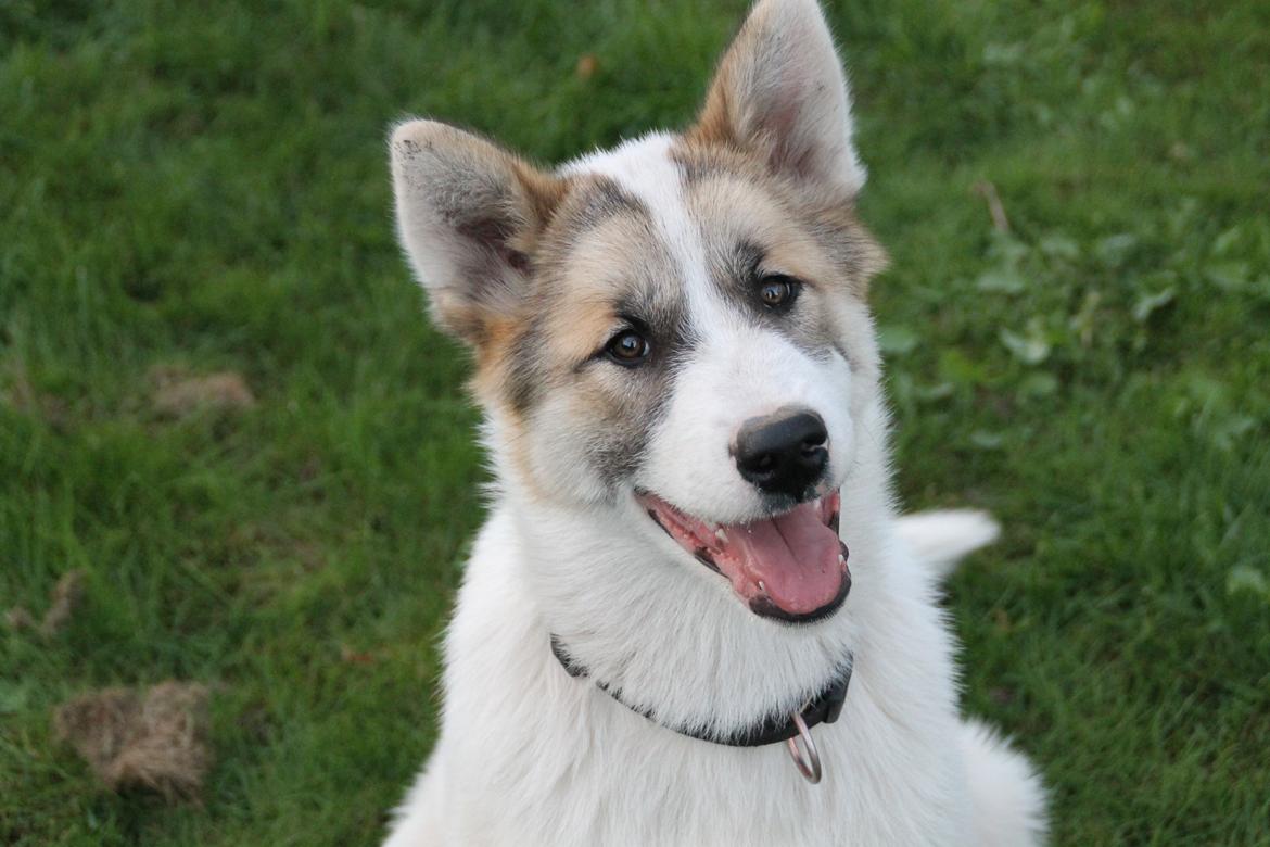 Grønlandshund Arfernat Nukik billede 7