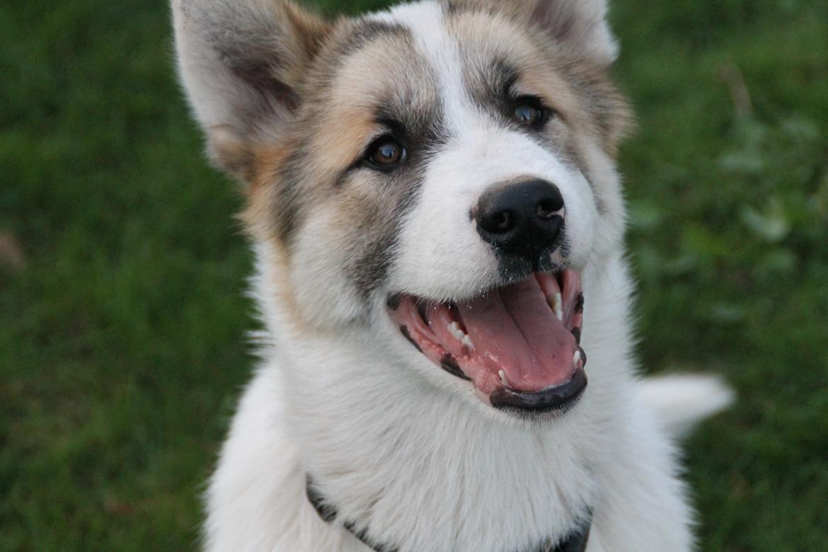 Grønlandshund Arfernat Nukik billede 8