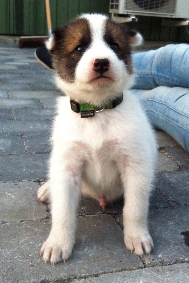 Grønlandshund Arfernat Nukik billede 9