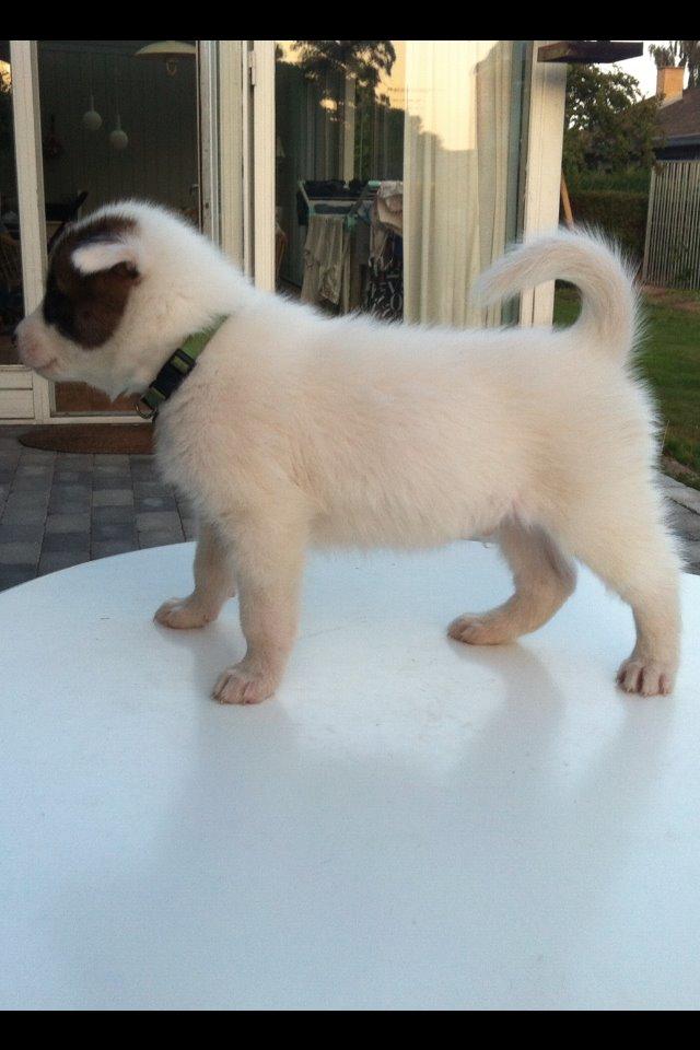 Grønlandshund Arfernat Nukik billede 10