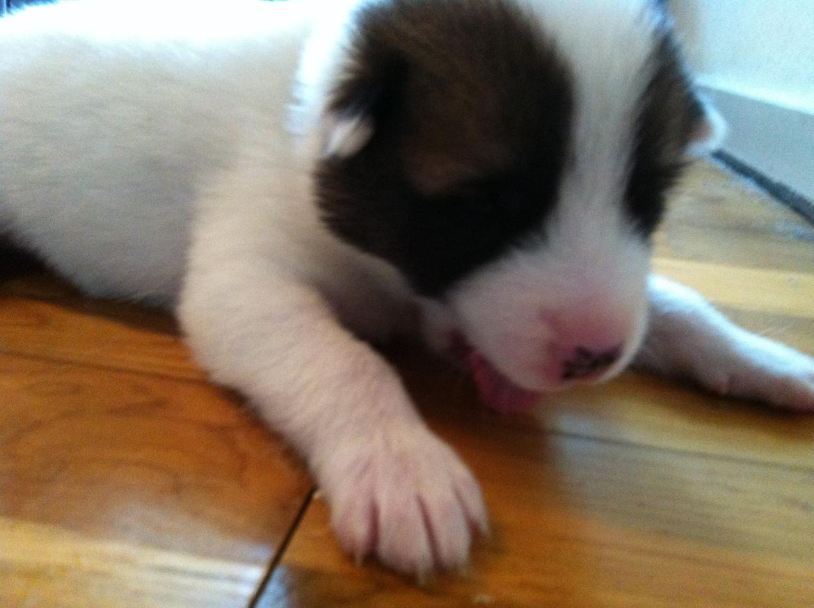 Grønlandshund Arfernat Nukik billede 11