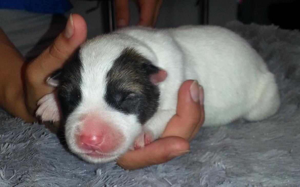 Grønlandshund Arfernat Nukik billede 12