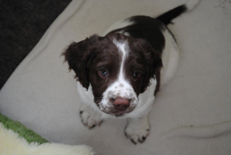 Engelsk springer spaniel Famous Victor billede 1