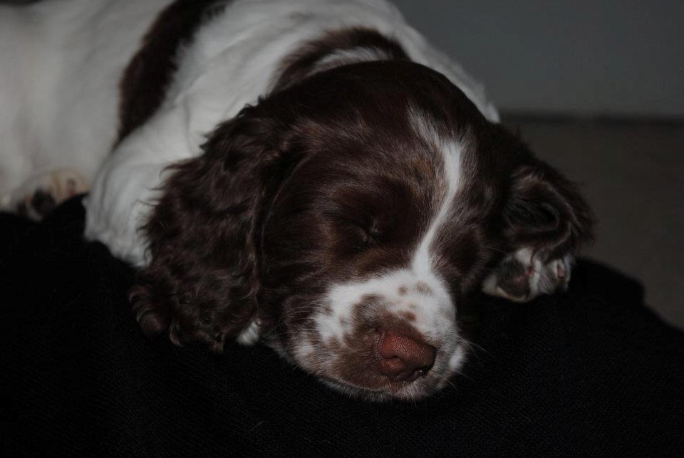 Engelsk springer spaniel Famous Victor billede 3