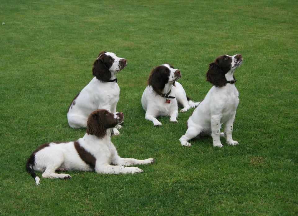Engelsk springer spaniel Famous Victor billede 5