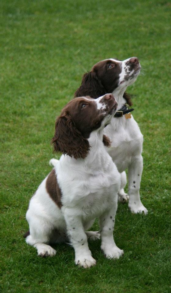 Engelsk springer spaniel Famous Victor billede 6