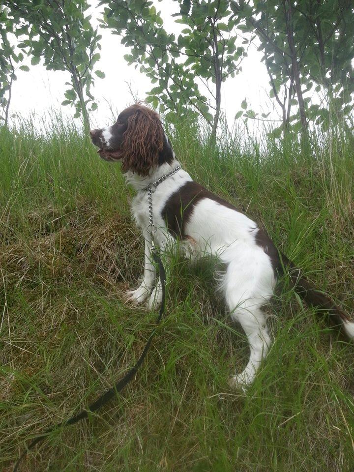 Engelsk springer spaniel Famous Victor billede 7