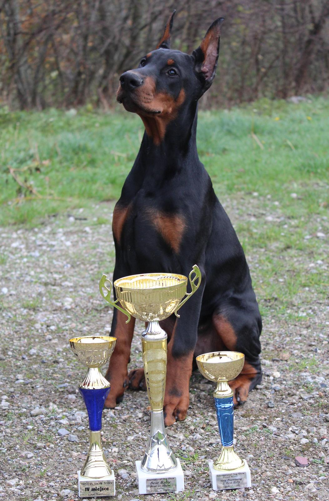 Dobermann LTJCH PLJW14 BALJW14 ROCH Tahi-Reme Jedi billede 46