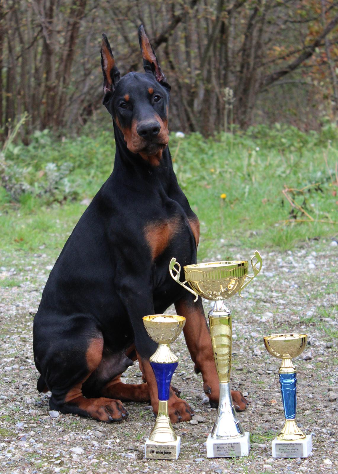 Dobermann LTJCH PLJW14 BALJW14 ROCH Tahi-Reme Jedi billede 28