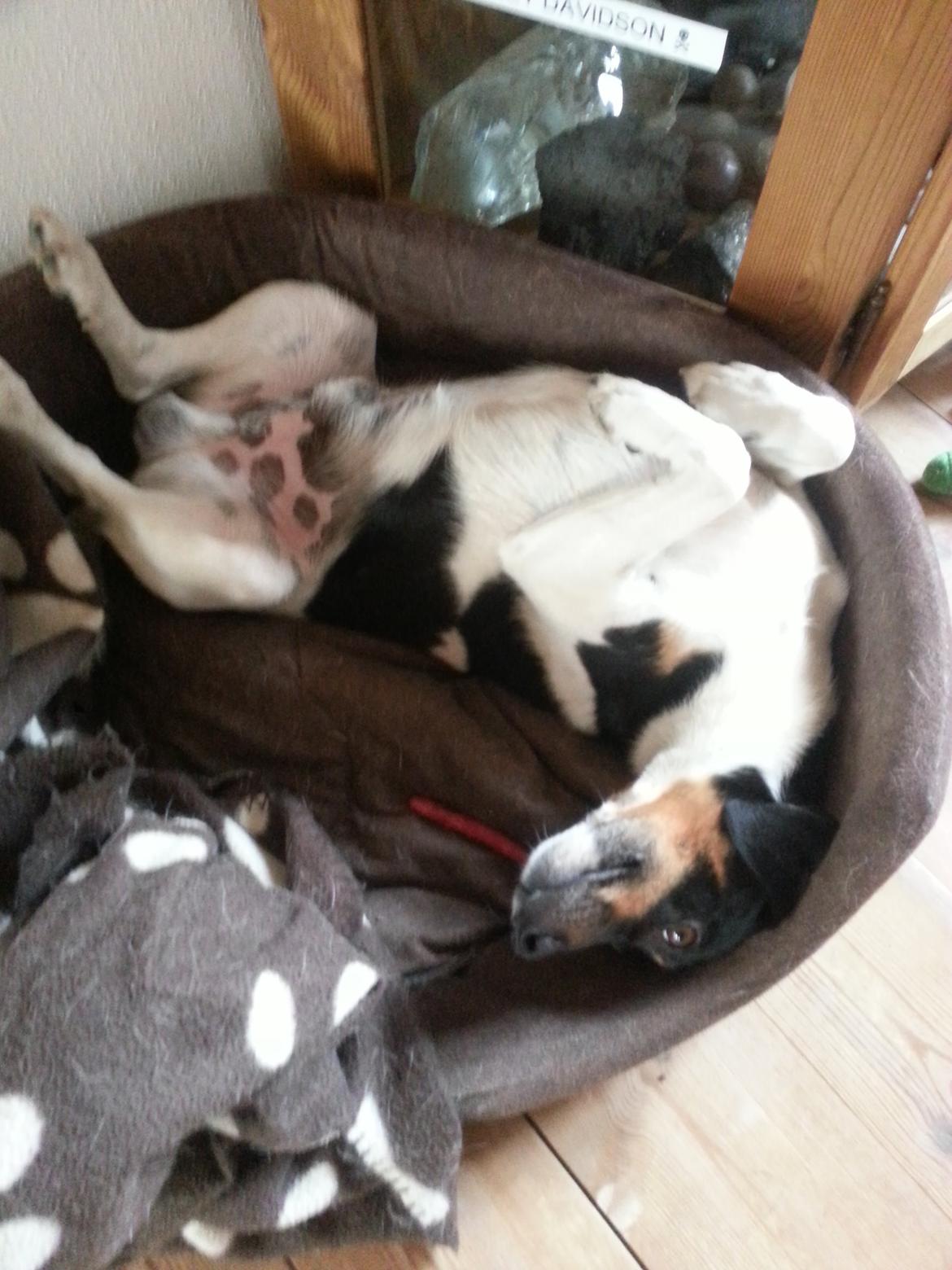 Dansk svensk gaardhund Harley Davidson - "mmm jeg ligger godt sådan her" billede 17