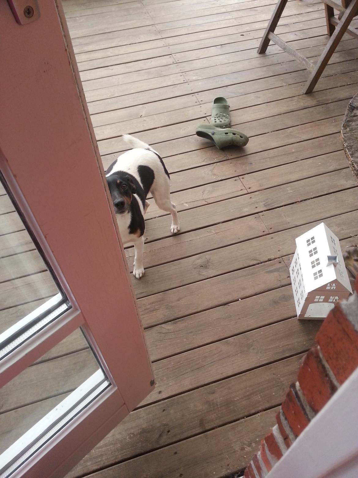 Dansk svensk gaardhund Harley Davidson - Når han står og tigger om at komme ind i kurven billede 18