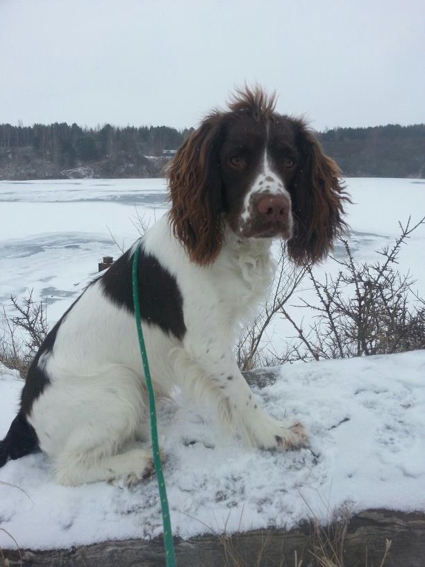 Engelsk springer spaniel Famous Victor billede 8