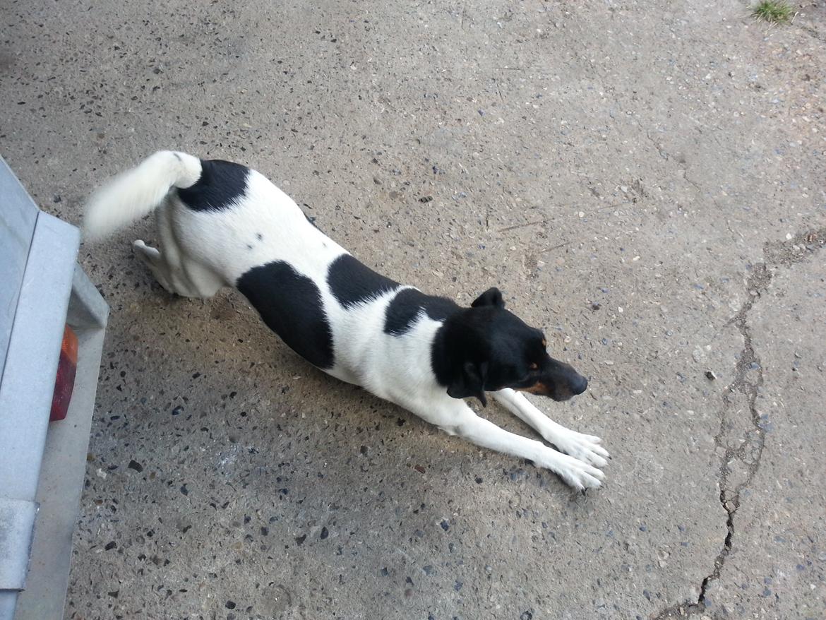 Dansk svensk gaardhund Harley Davidson billede 19