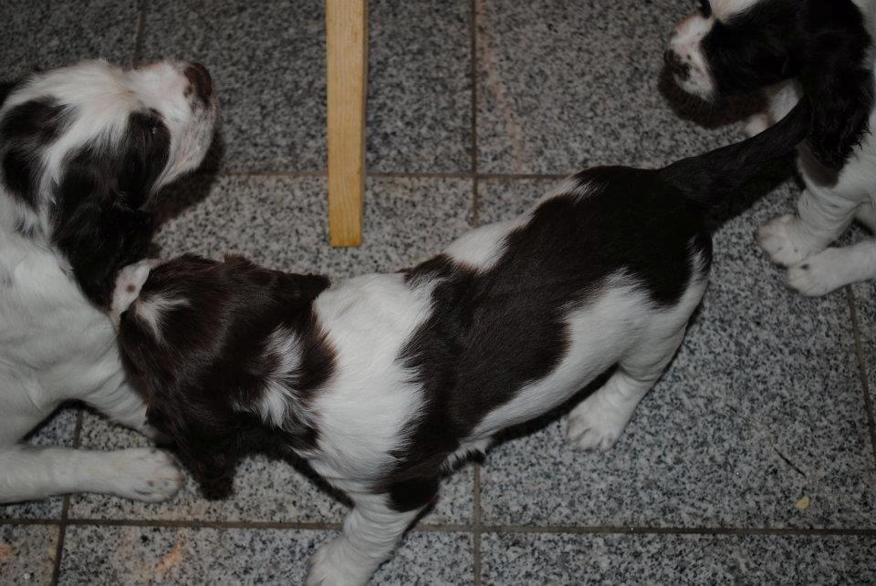 Engelsk springer spaniel Famous Victor billede 2