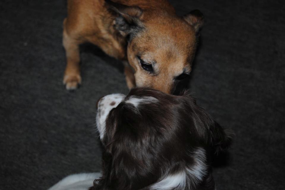 Engelsk springer spaniel Famous Victor billede 4
