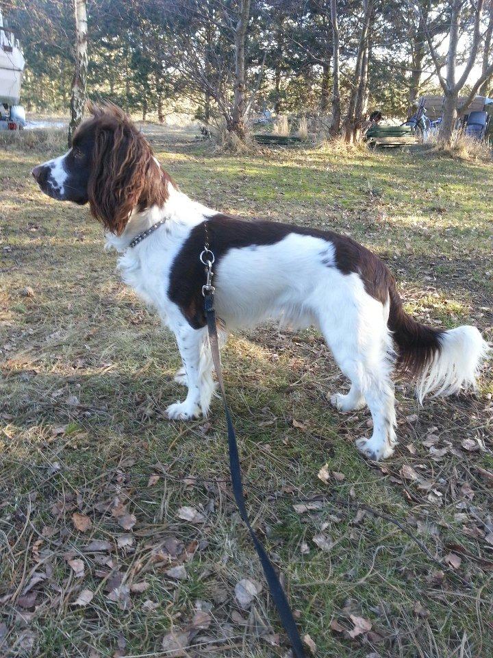 Engelsk springer spaniel Famous Victor billede 9