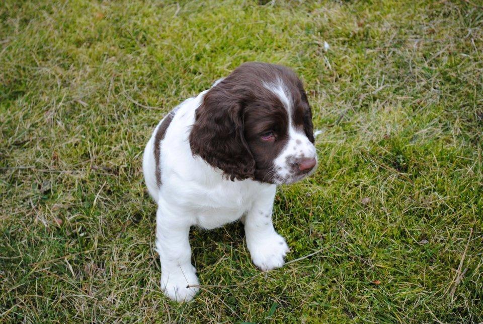 Engelsk springer spaniel Famous Victor billede 10