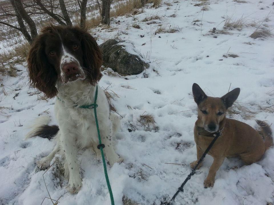 Engelsk springer spaniel Famous Victor - Victor med sin lille "storebror" på 15 år   billede 11