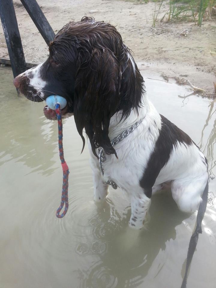 Engelsk springer spaniel Famous Victor billede 12