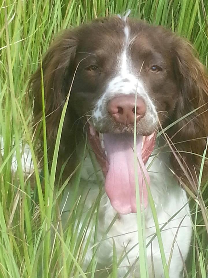 Engelsk springer spaniel Famous Victor billede 13