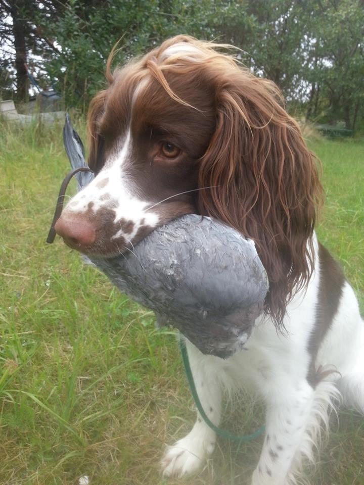 Engelsk springer spaniel Famous Victor billede 14