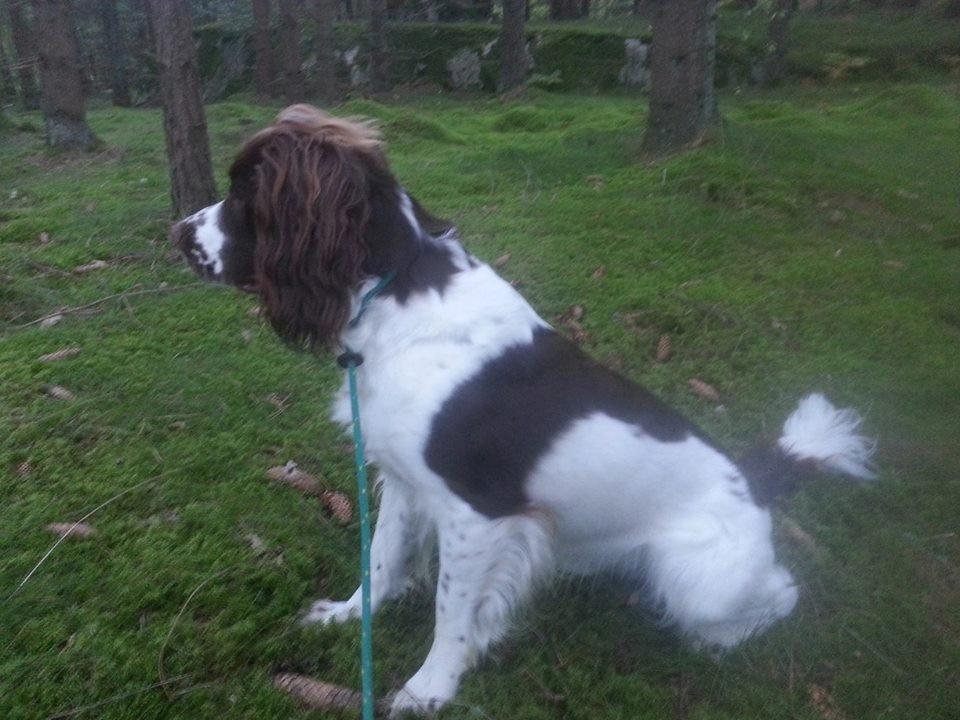 Engelsk springer spaniel Famous Victor billede 15