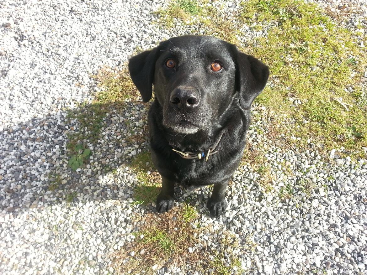 Labrador retriever Buster billede 13