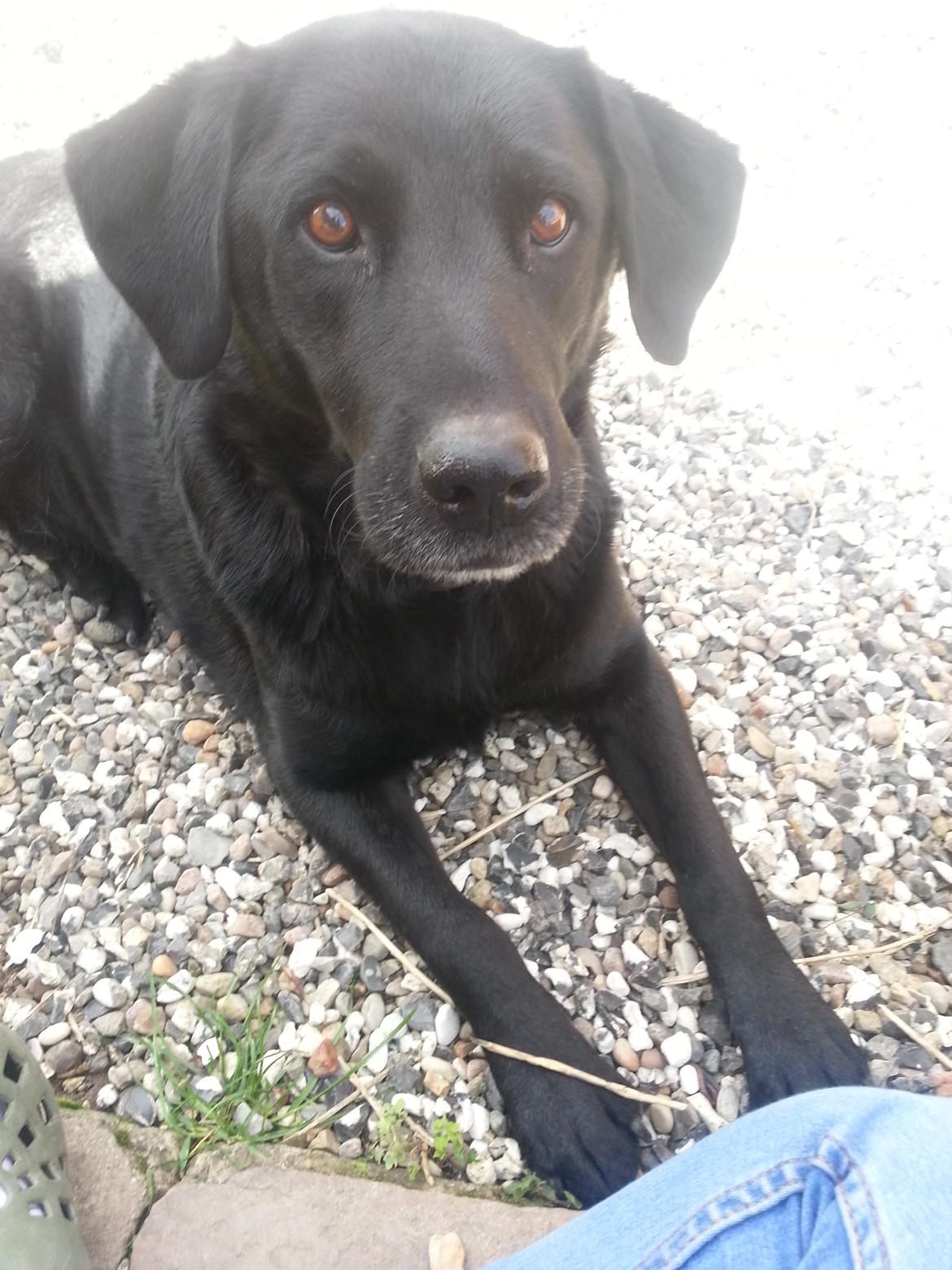 Labrador retriever Buster - Buster har de rareste øjne, årrh <3 billede 15