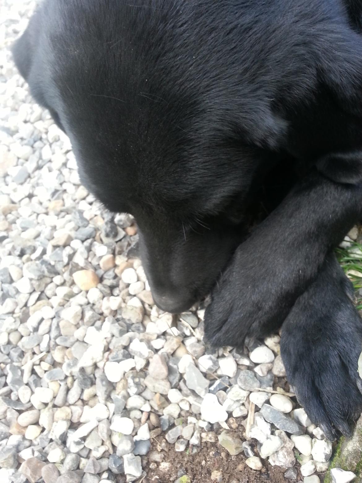 Labrador retriever Buster - Buster ligger næsten altid med krydsede forben, sådan ligger han bedst! billede 16