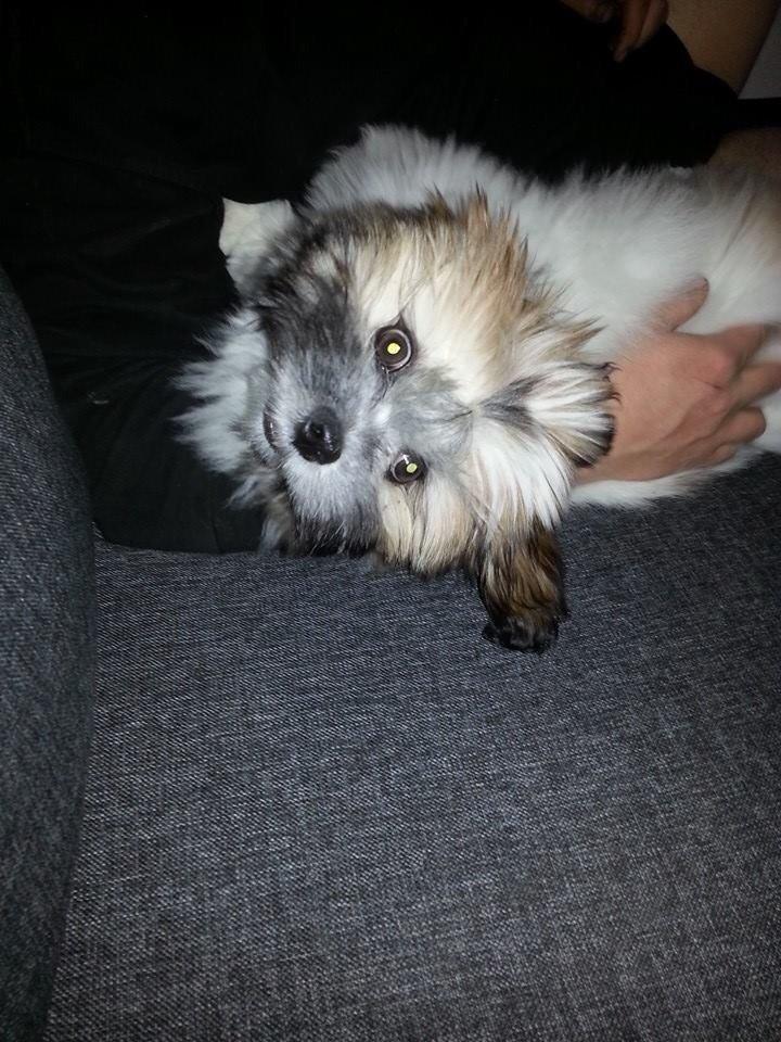 Lhasa apso Bibi Friis  billede 18