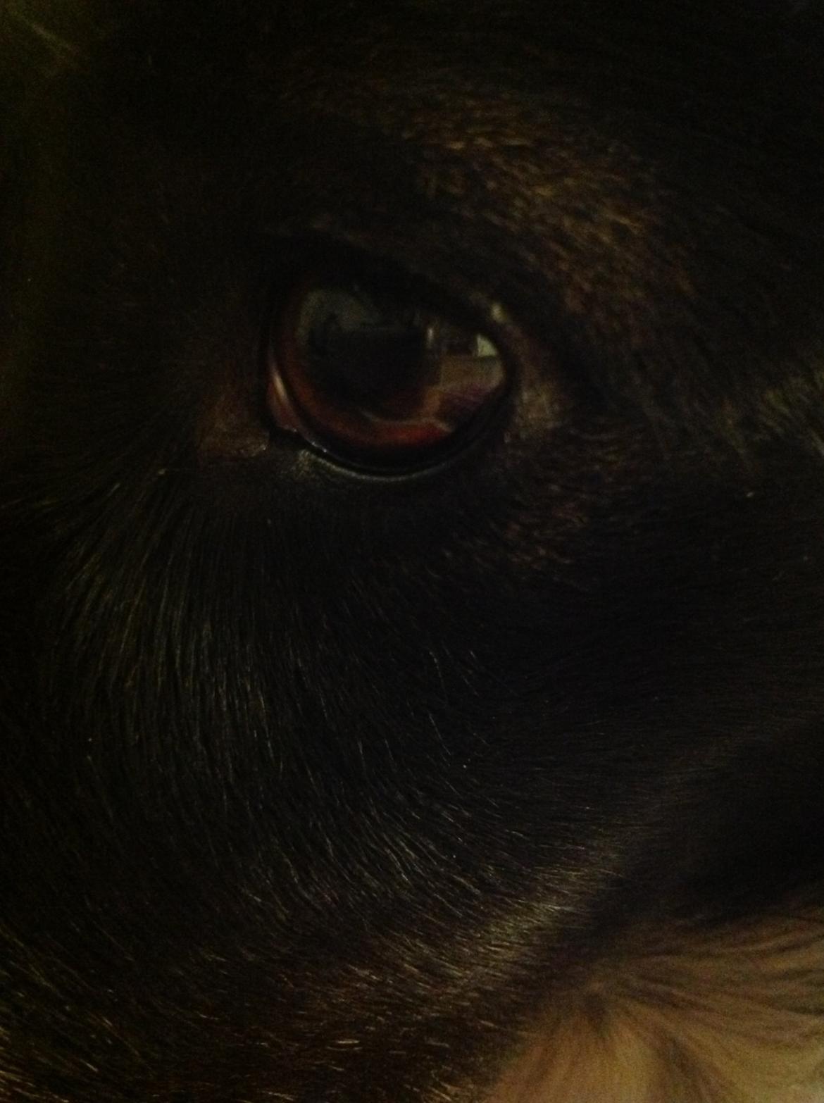 Japansk spids Pepsi billede 12