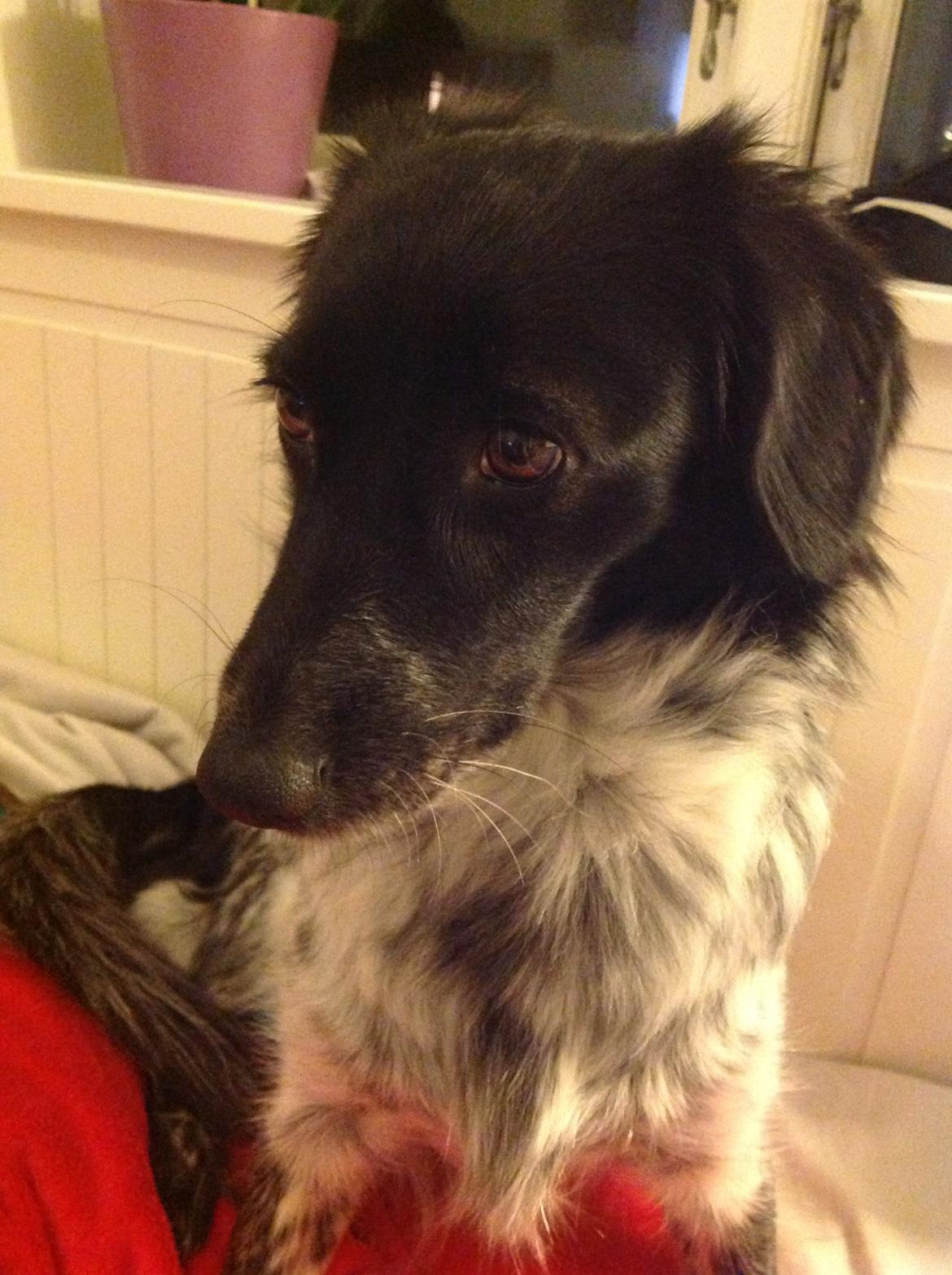 Japansk spids Pepsi billede 13