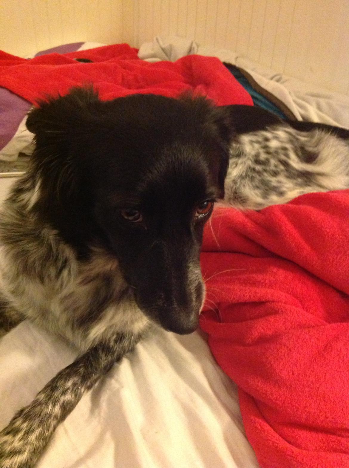 Japansk spids Pepsi billede 14