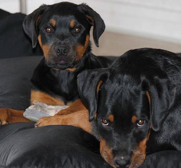 Rottweiler Lijepo´s Carmi billede 12