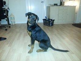 Rottweiler Lijepo´s Carmi billede 13