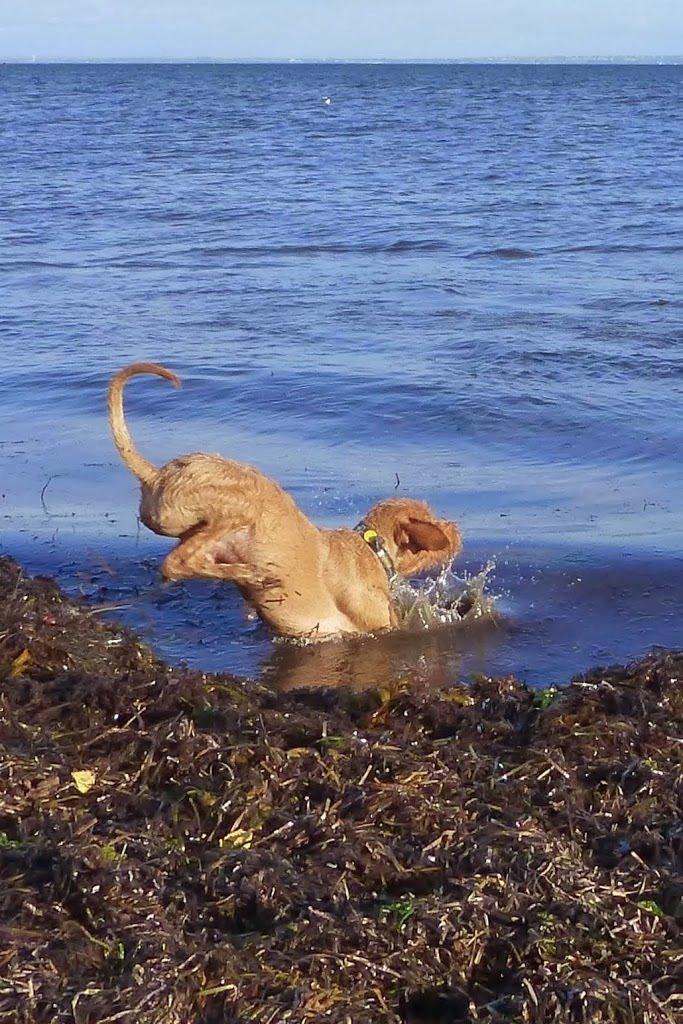 Ruhåret vizsla Ingle billede 18