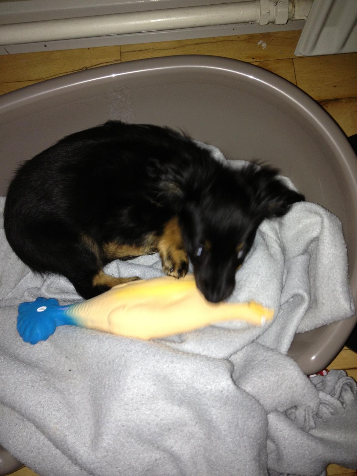 Blanding af racer Tessi - Det er nu altså hårdt at have været på opdagelse i den store hvide verden :) billede 14