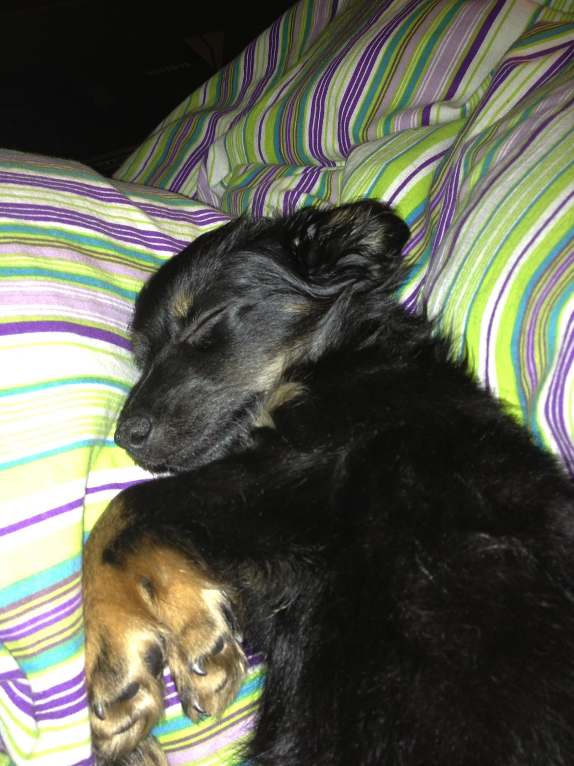 Blanding af racer Tessi - Så gik jeg kold  billede 16