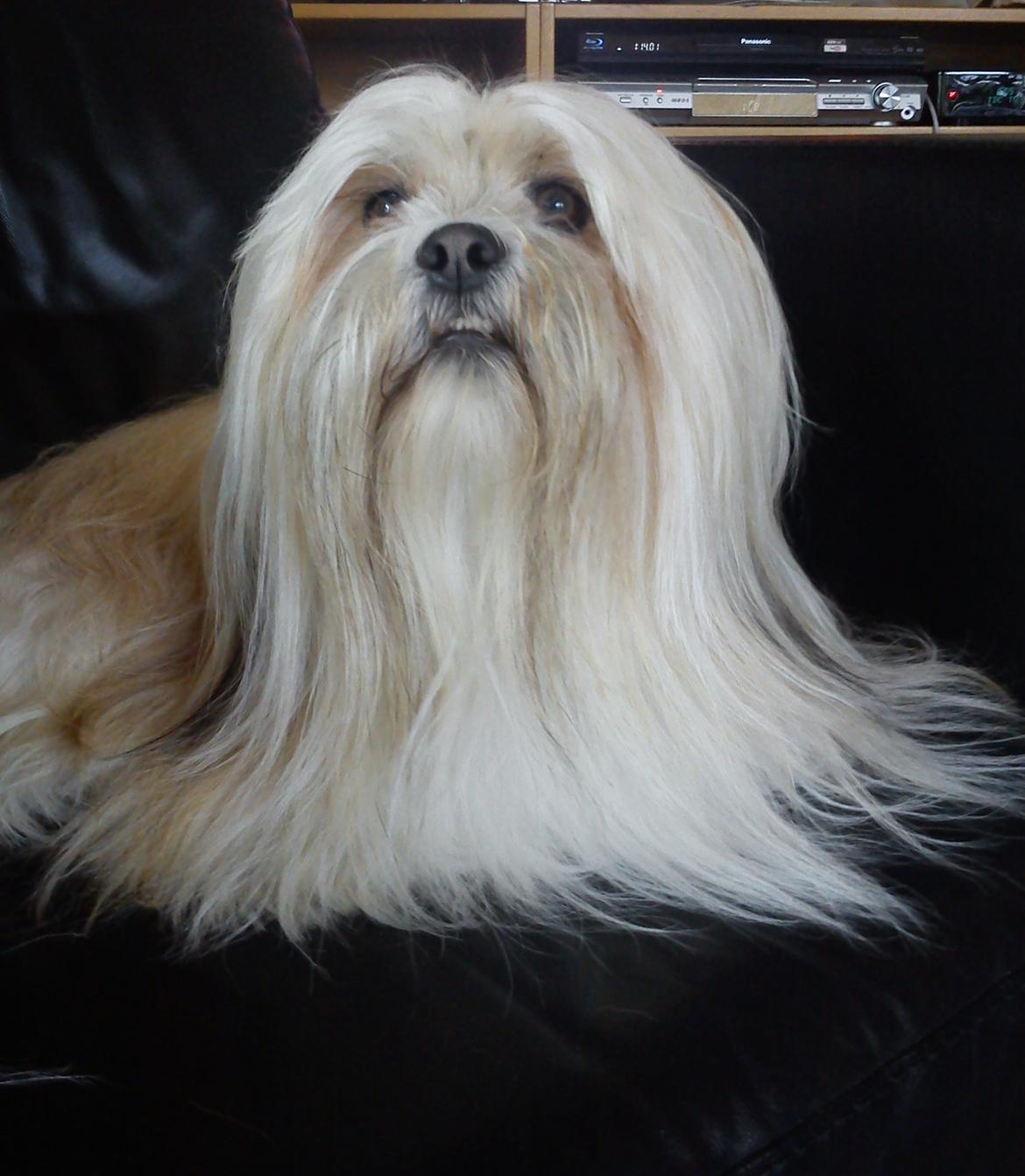 Lhasa apso Noah - Min gode lænestol.. billede 1