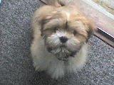 Lhasa apso Noah - Noah kun 3-4 mdr. billede 2