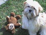 Lhasa apso Noah - Min først bamse. billede 3