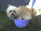 Lhasa apso Noah - uh det varmt.. billede 5