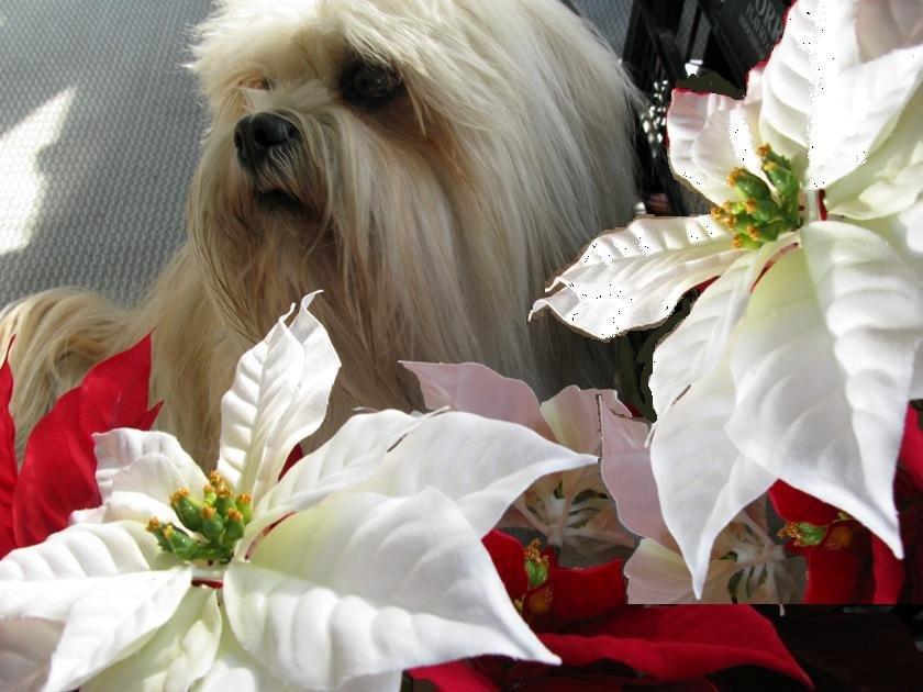 Lhasa apso Noah - Jul ved Gardasøen i sept. billede 6