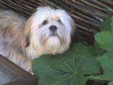 Lhasa apso Noah - Godt med lidt store blade der skygger. billede 7