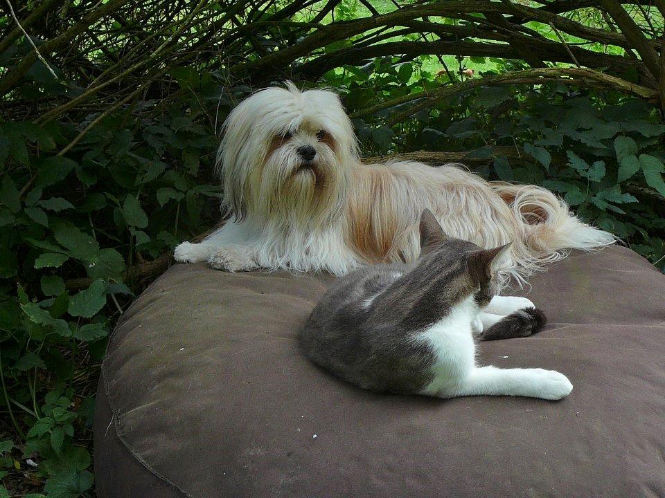 Lhasa apso Noah - Mig og min gode ven Carl:) billede 8