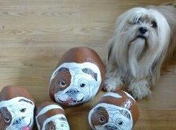 Lhasa apso Noah billede 9