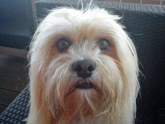 Lhasa apso Noah billede 10
