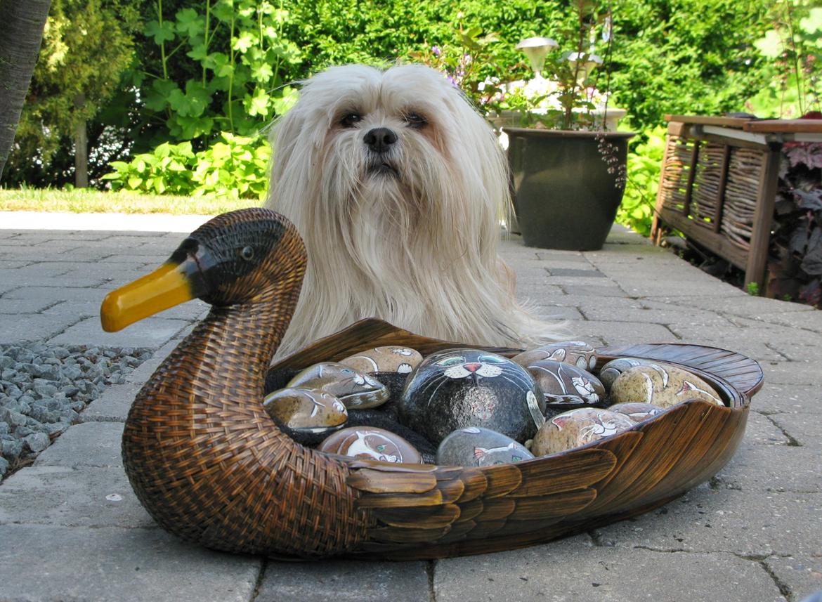 Lhasa apso Noah billede 11
